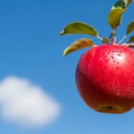 落ちないりんご