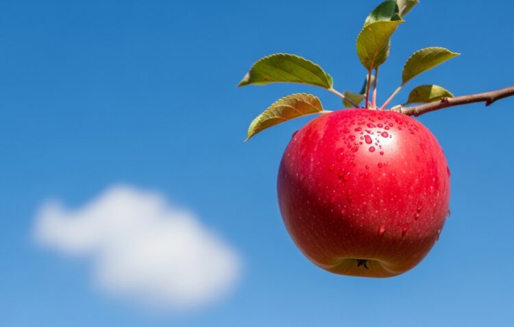 落ちないりんご